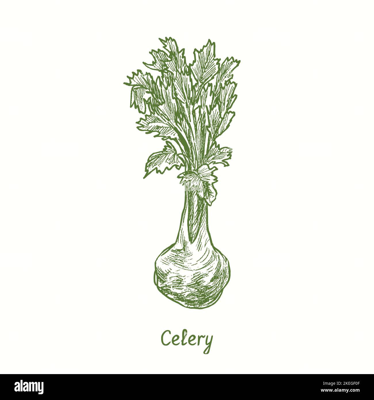 Celery.  Ink black and white doodle drawing in woodcut style Stock Photo