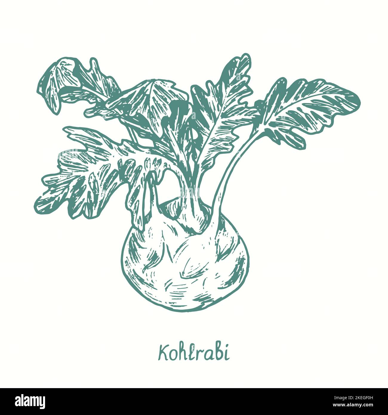 Kohlrabi.  Ink black and white doodle drawing in woodcut style Stock Photo