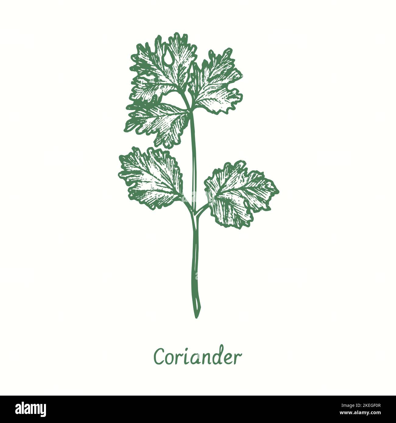Coriander leaf.  Ink black and white doodle drawing in woodcut style Stock Photo