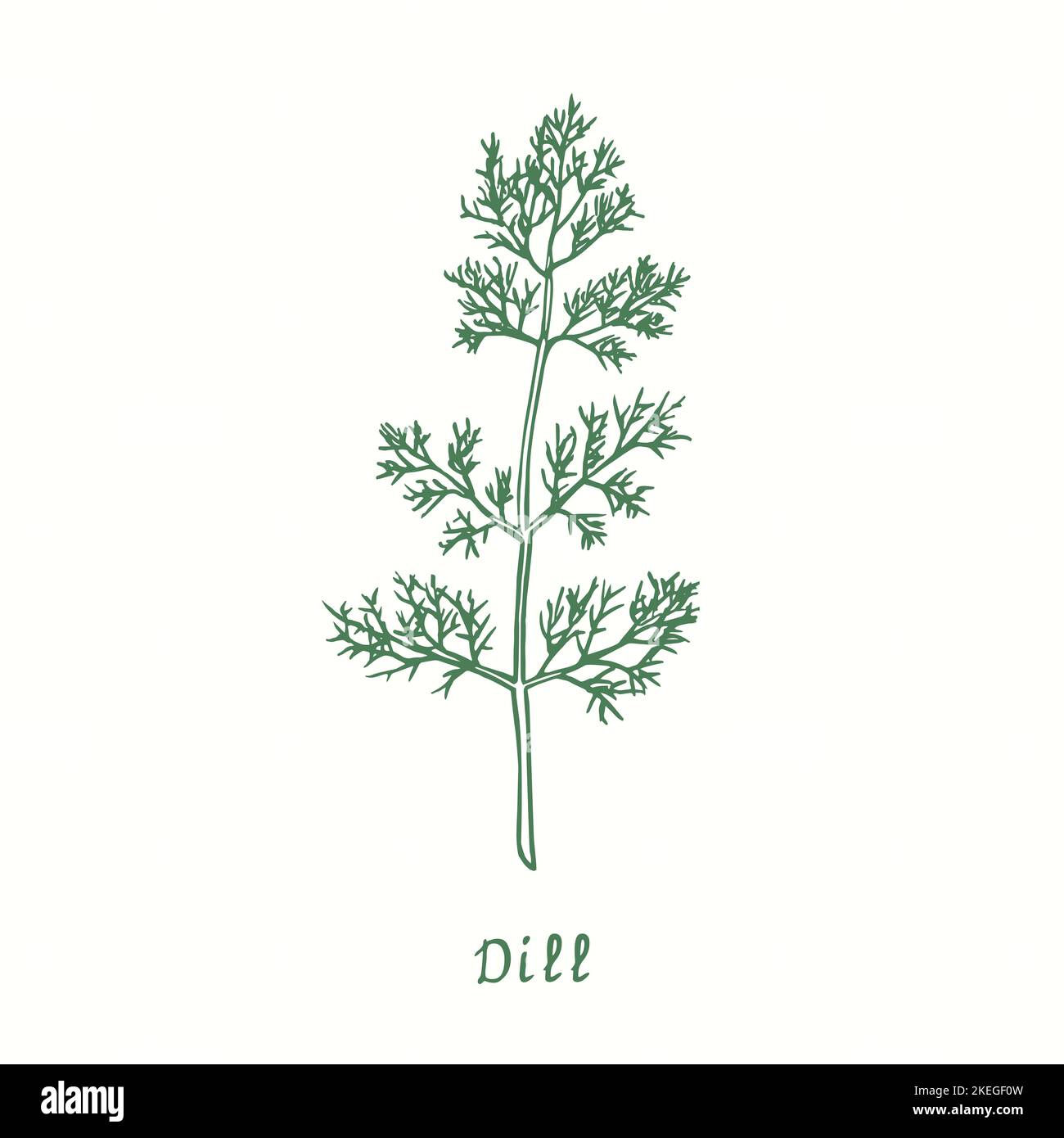 Dill green twig.  Ink black and white doodle drawing in woodcut style Stock Photo