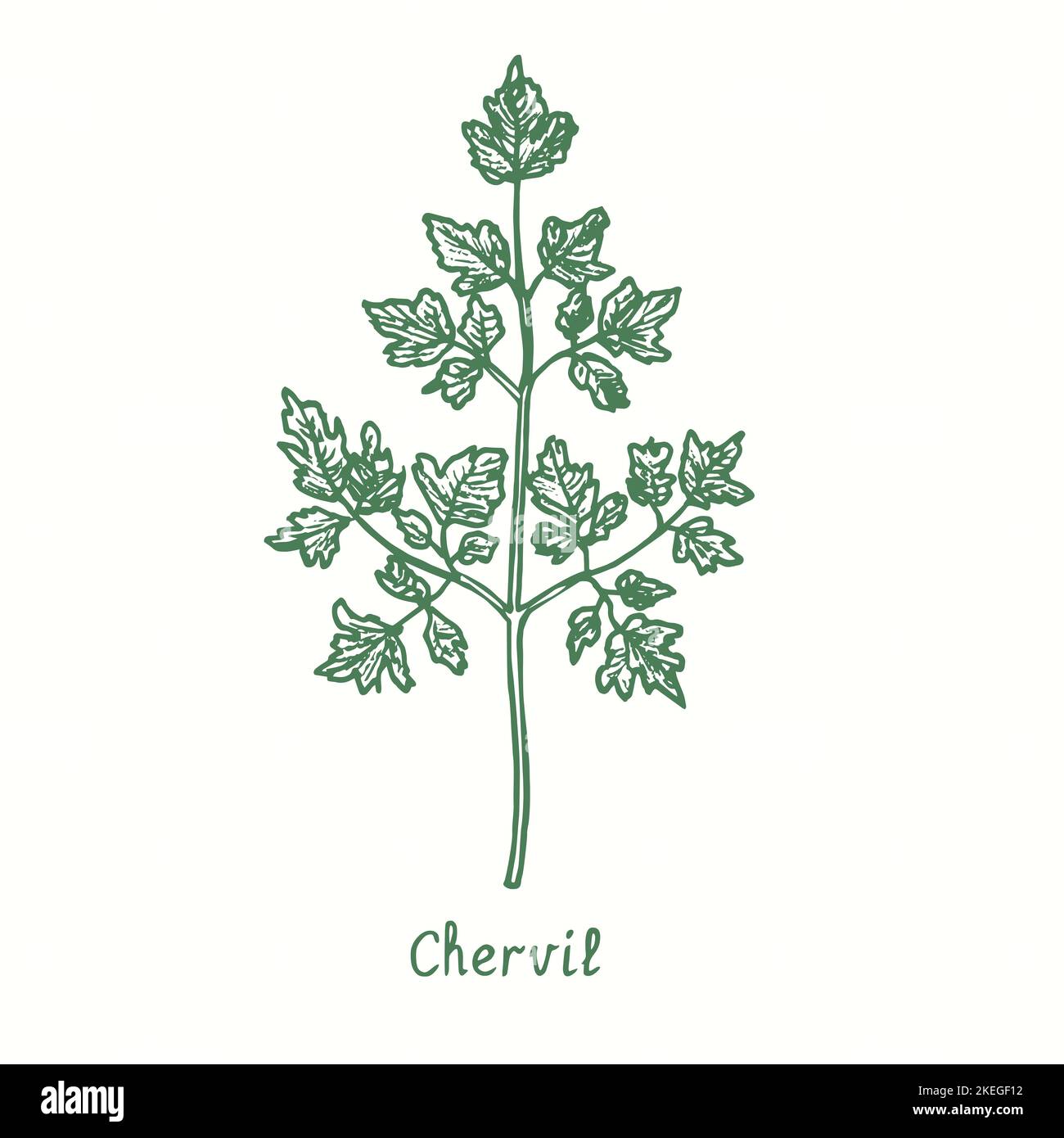 Chervil green twig.  Ink black and white doodle drawing in woodcut style Stock Photo