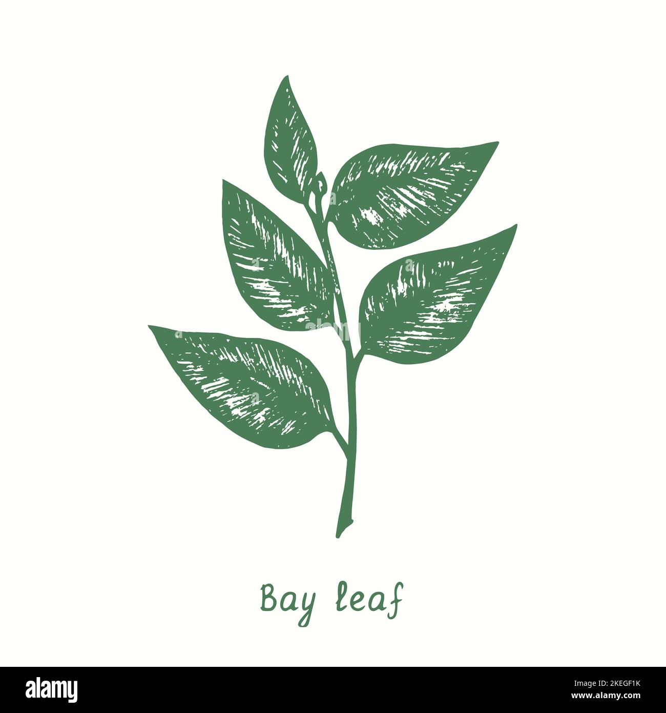 Bay leaf twig.  Ink black and white doodle drawing in woodcut style Stock Photo