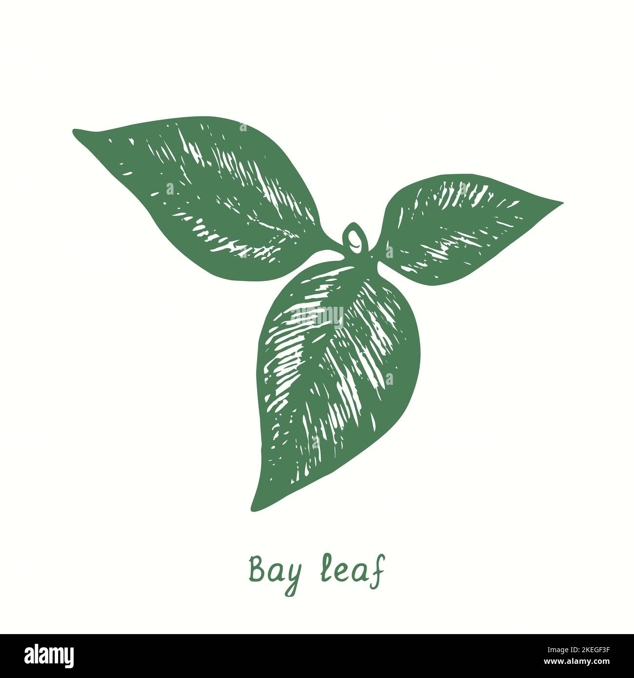 Bay leaves top view.  Ink black and white doodle drawing in woodcut style Stock Photo