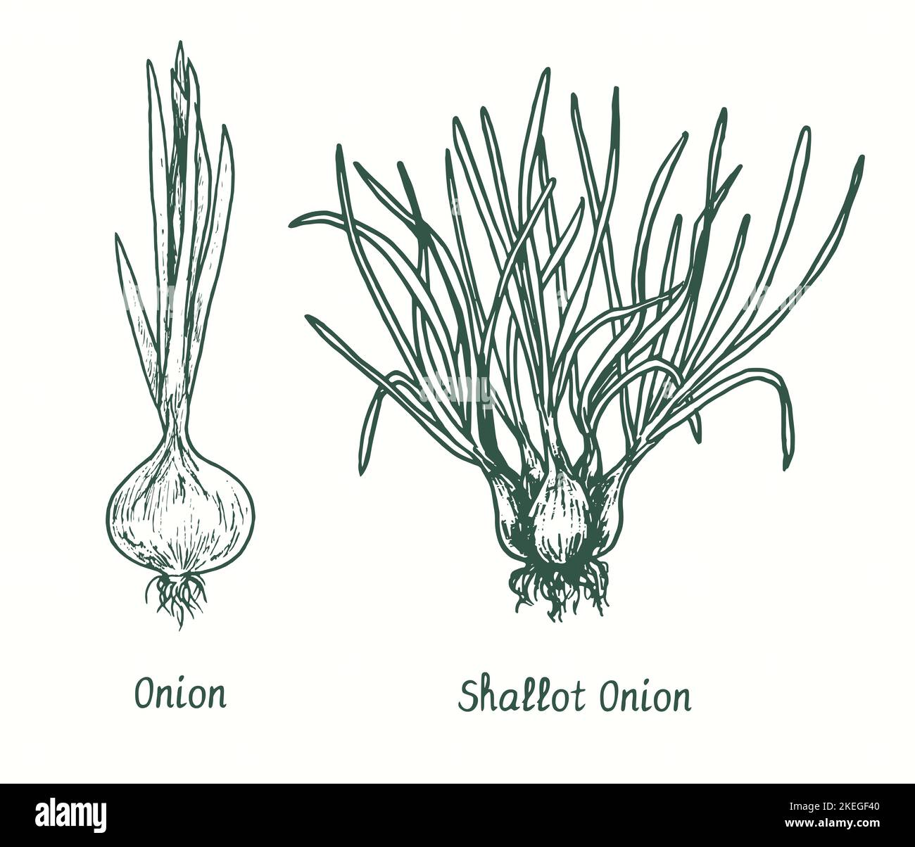 Onion and shallot.  Ink black and white doodle drawing in woodcut style Stock Photo