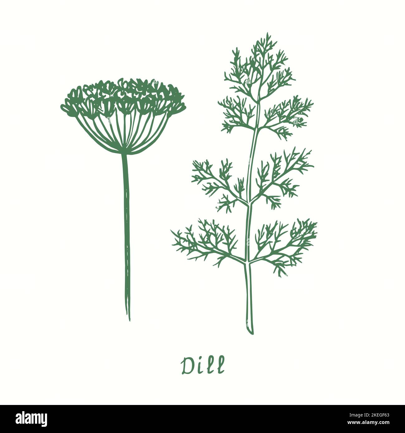 Dill green twig and flower.  Ink black and white doodle drawing in woodcut style Stock Photo