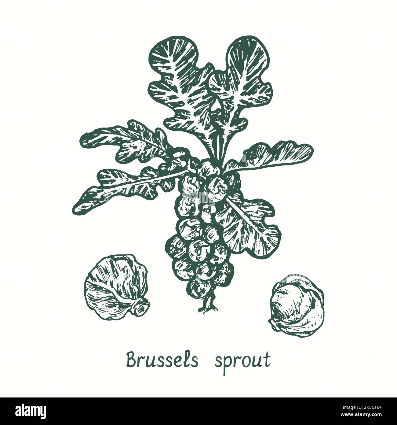 Brussels sprout plant and buds.  Ink black and white doodle drawing in woodcut style Stock Photo