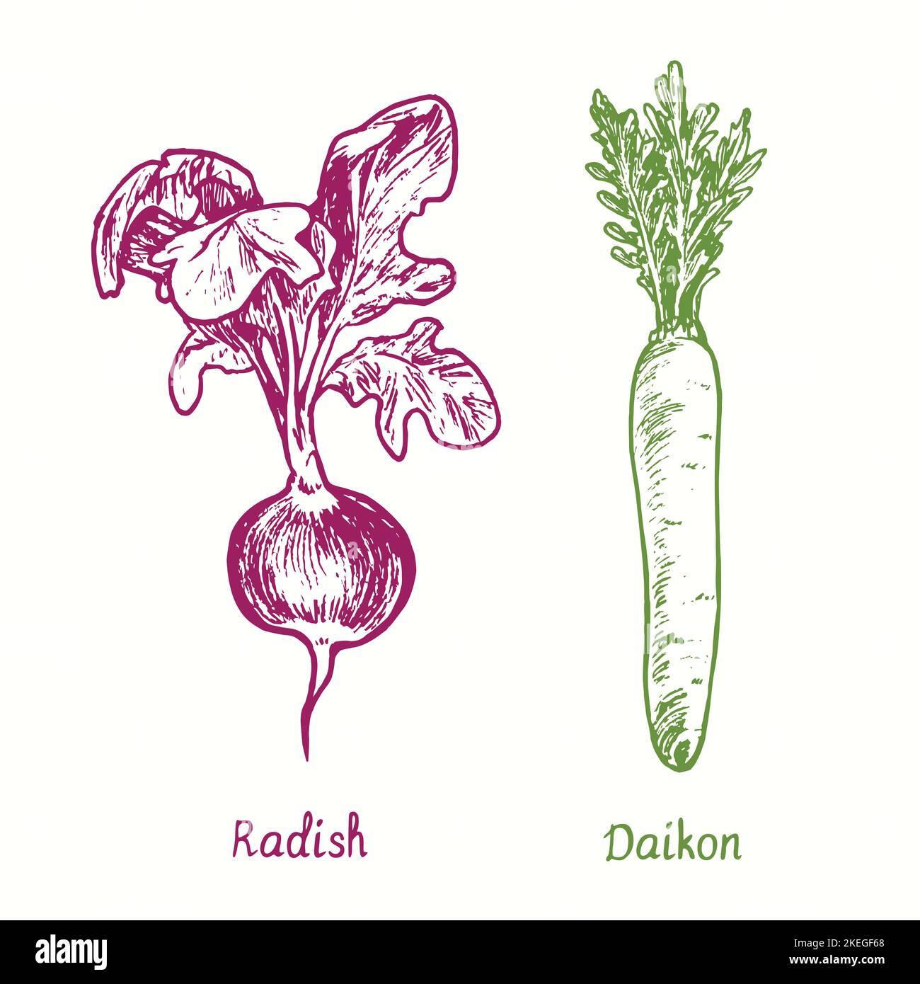Radish and Daikon or mooli, Raphanus sativus. Ink black and white