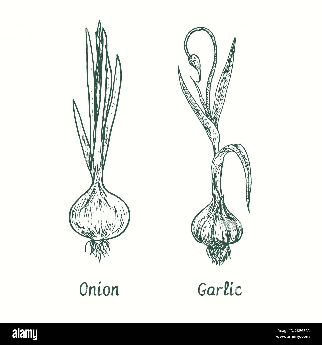 Onion and Garlic.  Ink black and white doodle drawing in woodcut style Stock Photo
