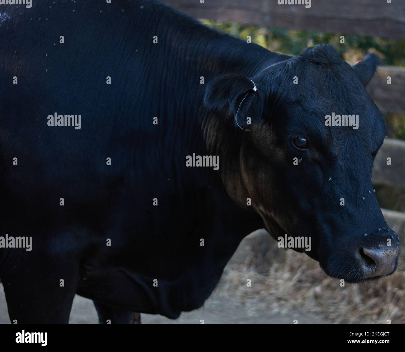 Cow Fly Insect Closeup black cow flies on hi-res stock photography and images - Alamy