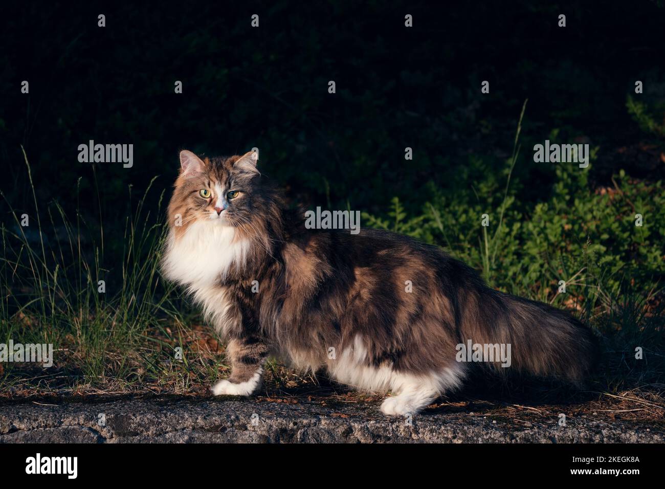 Alvin - Big Siberian cat with long hair in the forest Stock Photo