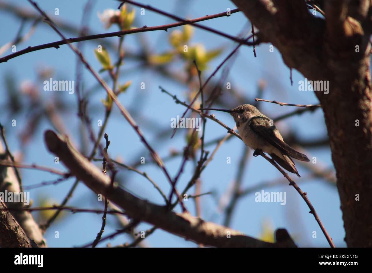 Hummingbird Stock Photo