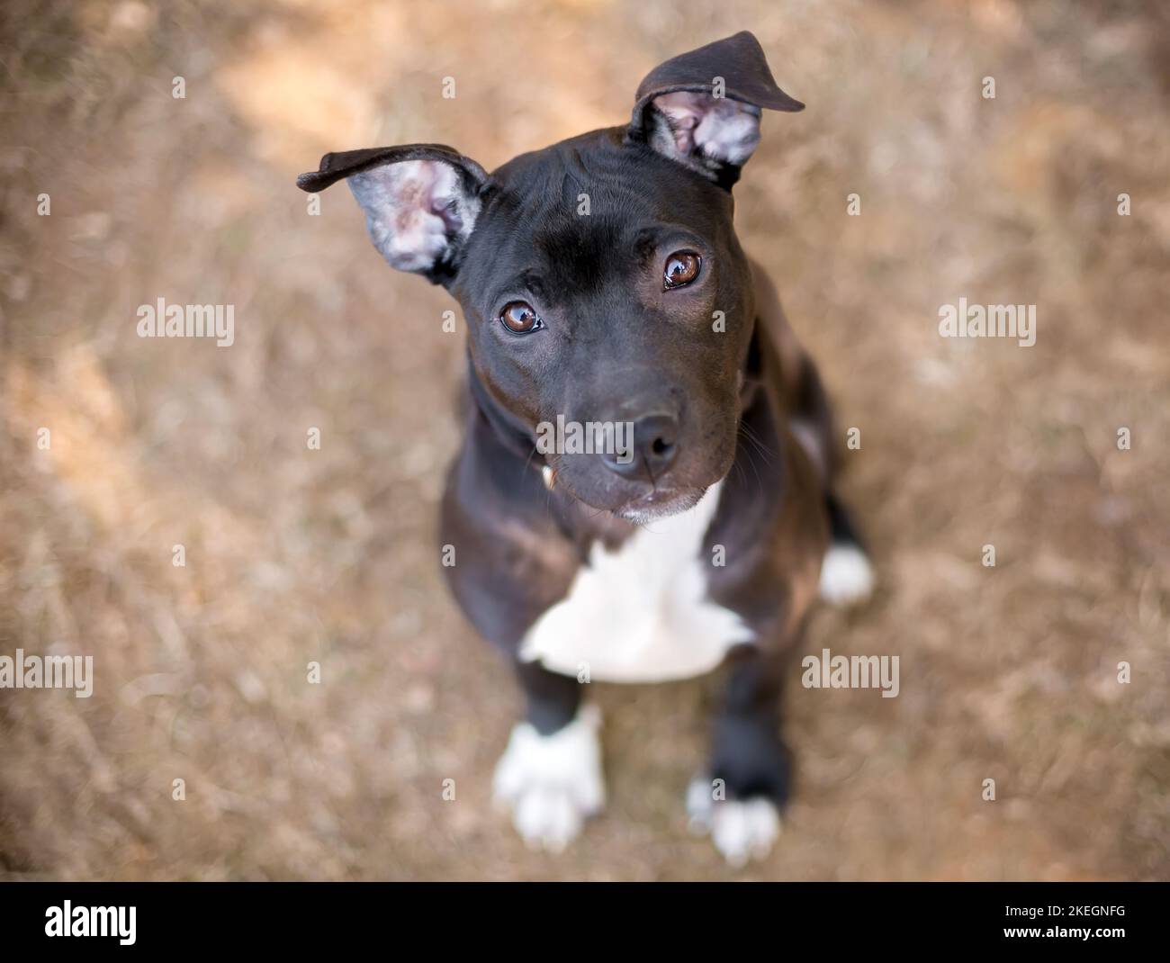 A young black and white Pit Bull Terrier mixed breed dog with floppy ears looking up at the camera with a head tilt Stock Photo