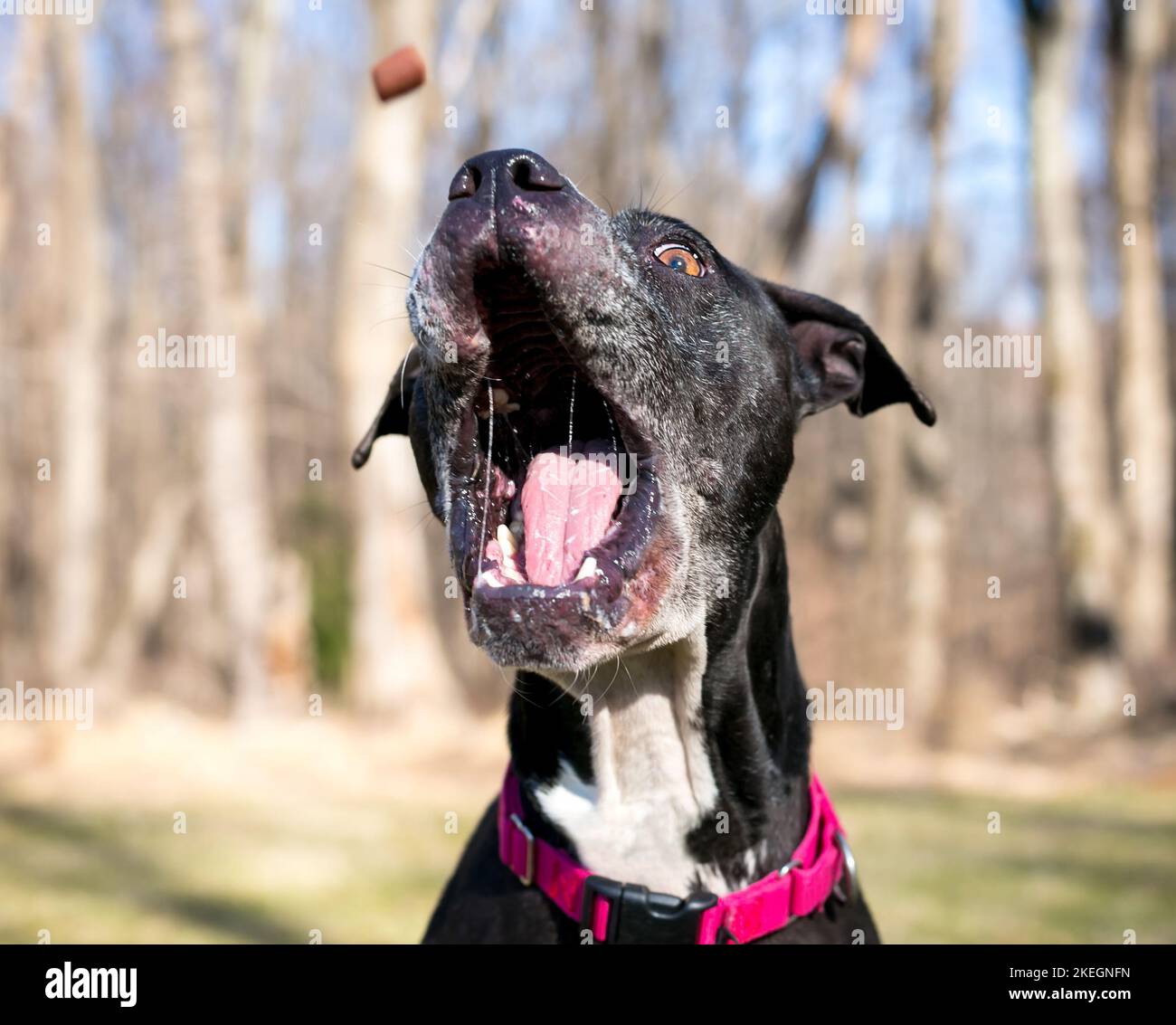 Pitbull teeth chart