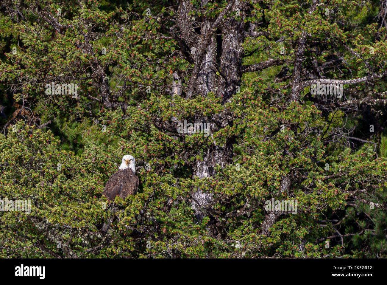The bald eagle perching on the branch of a mountain hemlock Stock Photo