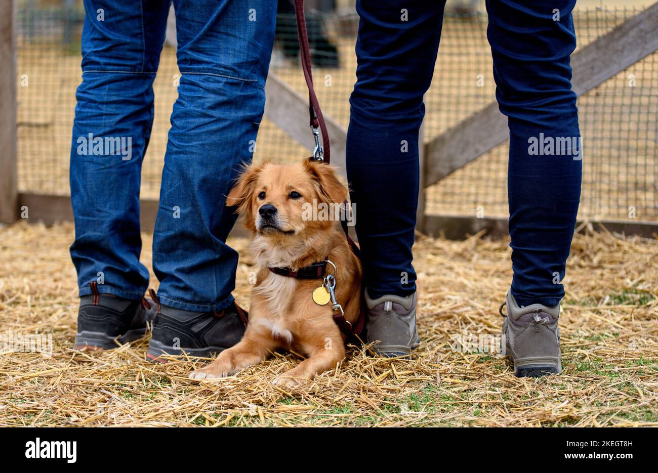 Mixed breed red dog lies on the ground between owners. Stock Photo