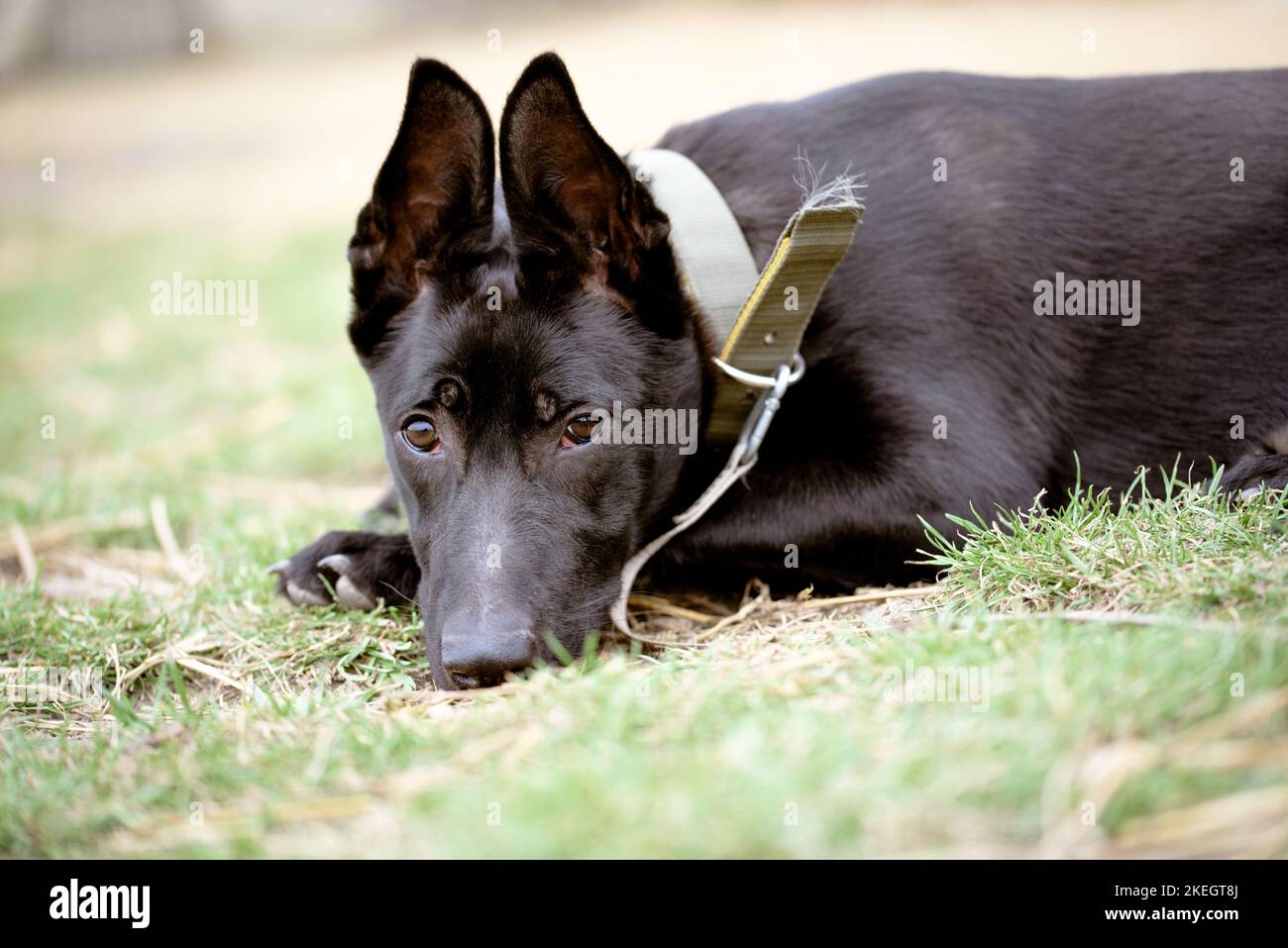 Portrait of young black dog. Young black dog lies on ground. Stock Photo