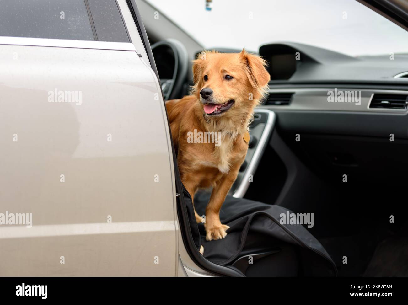 Dog training in car. Training to stay in the car for mixed dogs Stock