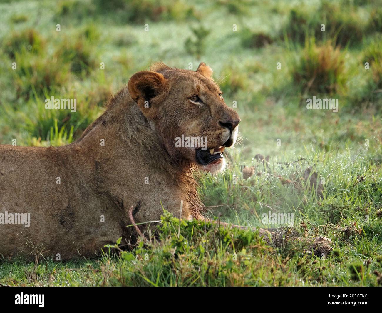 Single young adult male lion with hot steaming breath in dawn grassland