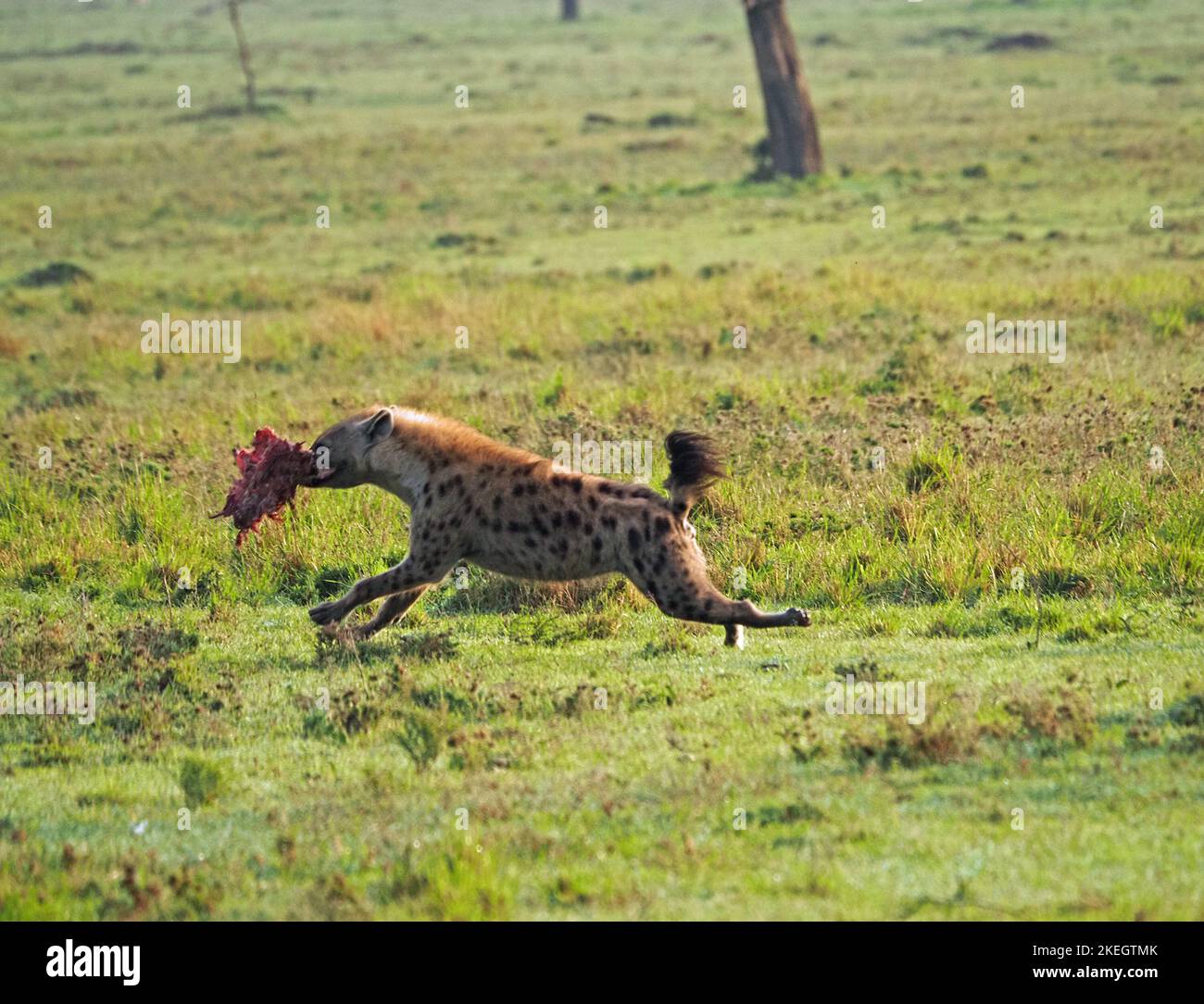 Spotted hyena (Crocuta crocuta) running at speed with Warthog
