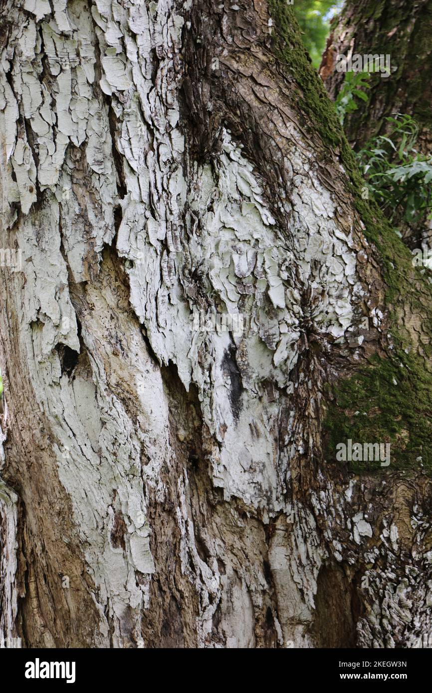 Close up of the peeling white and brown bark of the trunk of a Parkia Timoriana tree, Tree Bean,  with moss growing on it in Kauai, Hawaii, USA Stock Photo