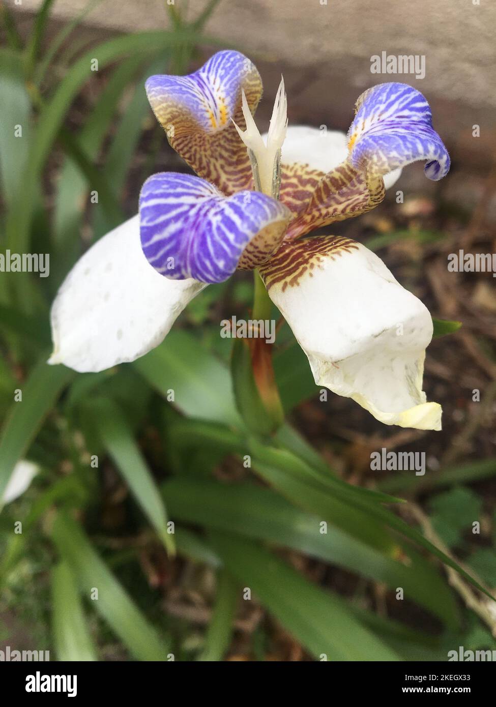 Flowers of a Neomarica gracilis (Walking Iris) Stock Photo