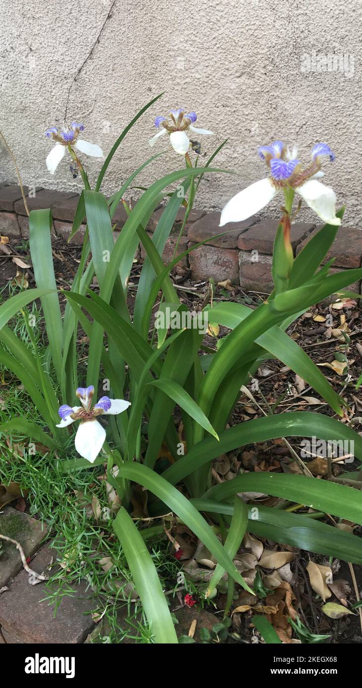 Flowers of a Neomarica gracilis (Walking Iris) Stock Photo