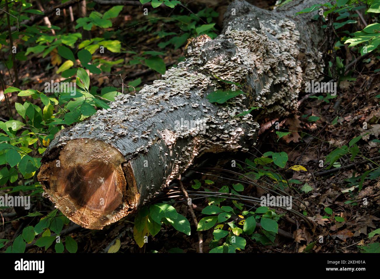 a felled tree trunk lying in the forest with scaly mushrooms growing all over it, surrounded by green foliage Stock Photo