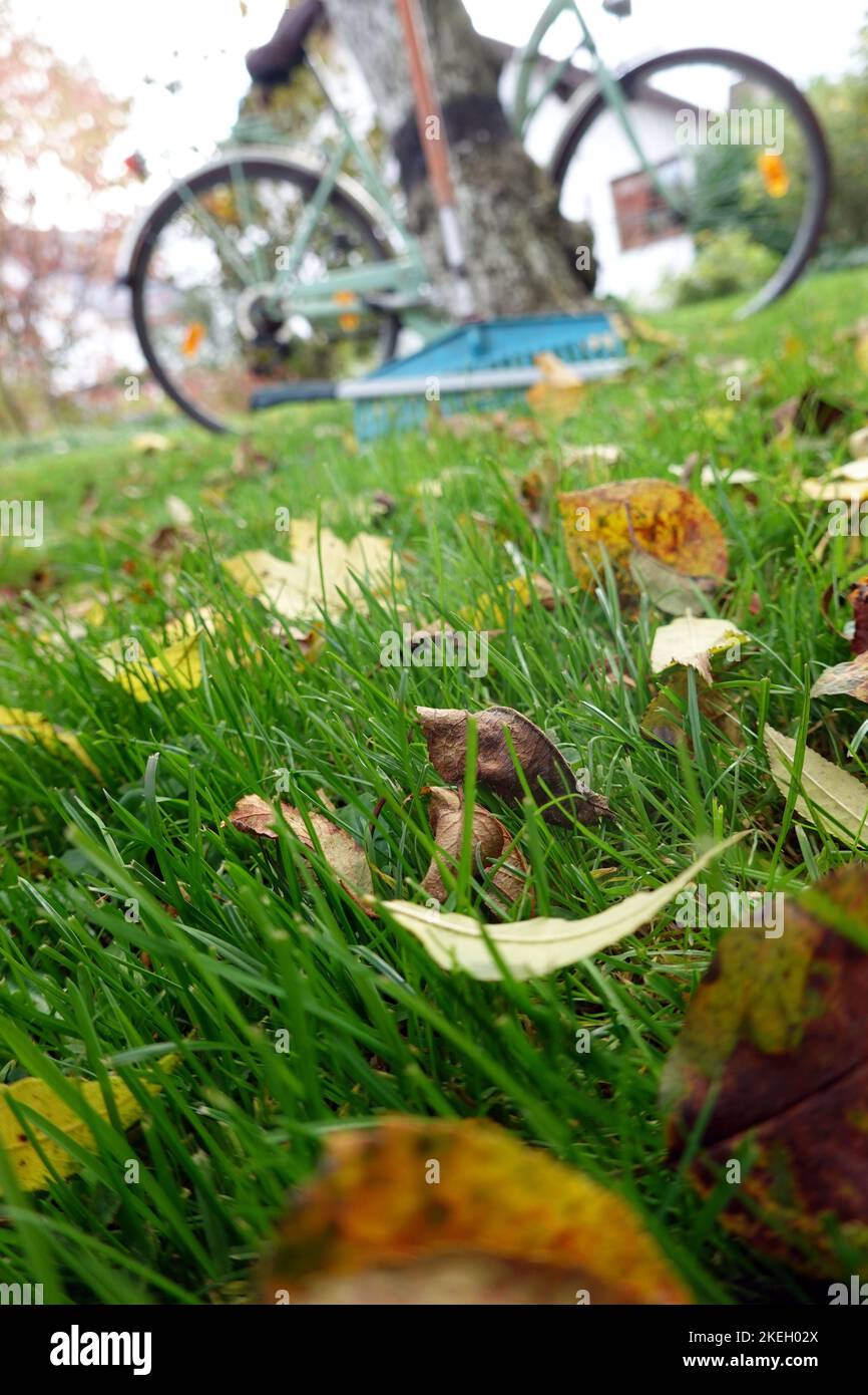 Laub rechen vor dem letzten Rasenschnitt, Deutschland Stock Photo Alamy