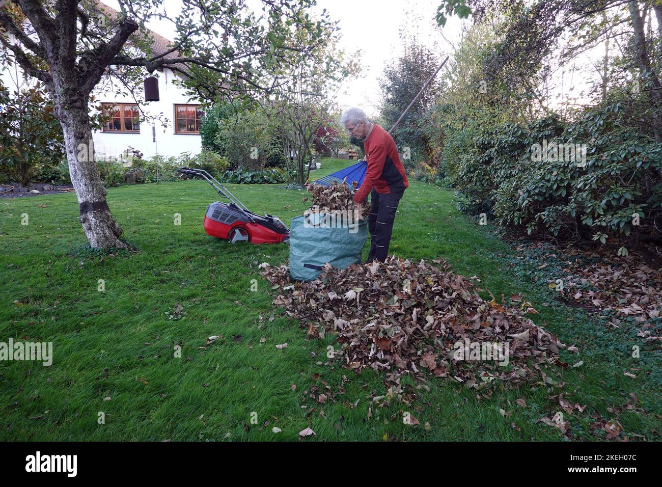 Laub rechen vor dem letzten Rasenschnitt, Deutschland Stock Photo Alamy