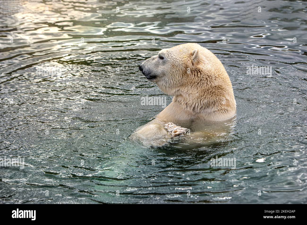 Polar bear cub alaska zoo hi-res stock photography and images - Alamy