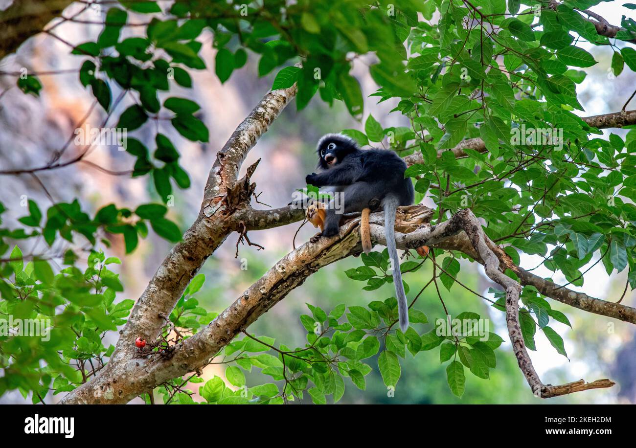 Dusky Leaf Monkey (Trachypithecus obscurus) Stock Photo