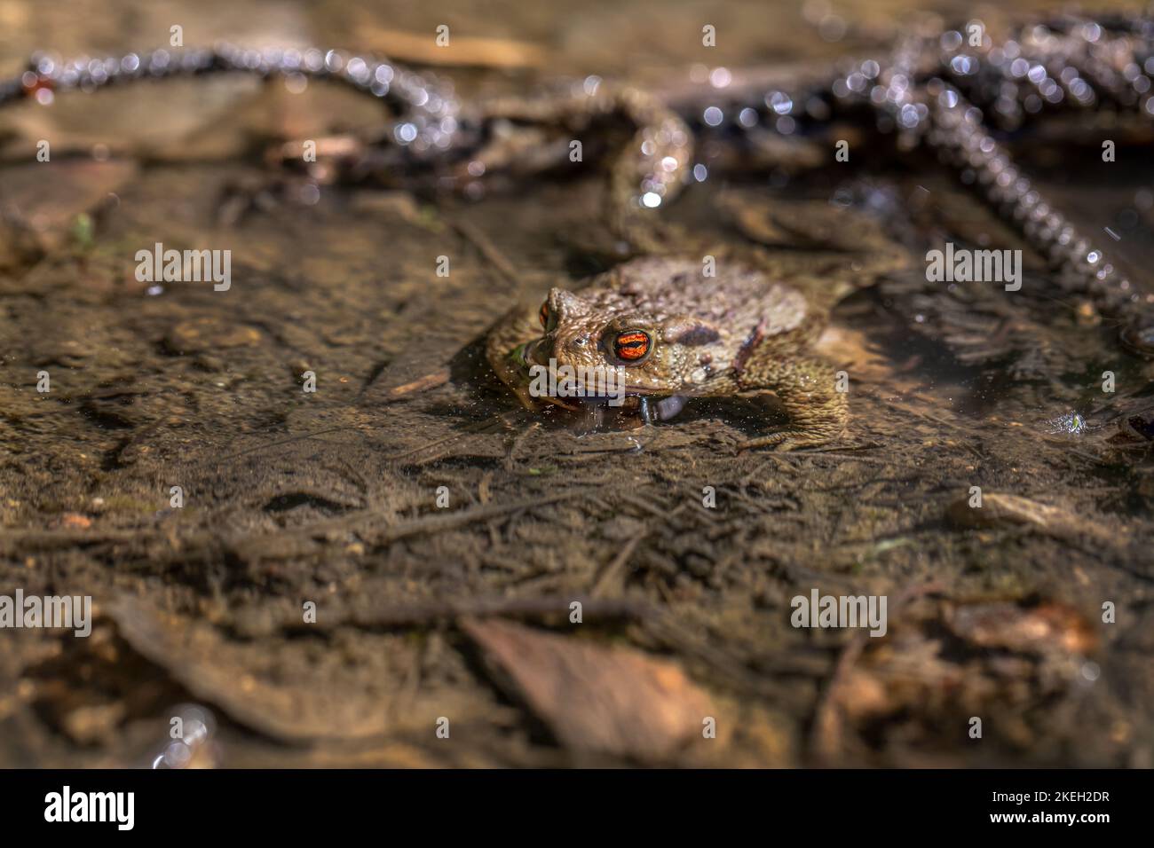 Portrait of a tiny Frog Stock Photo