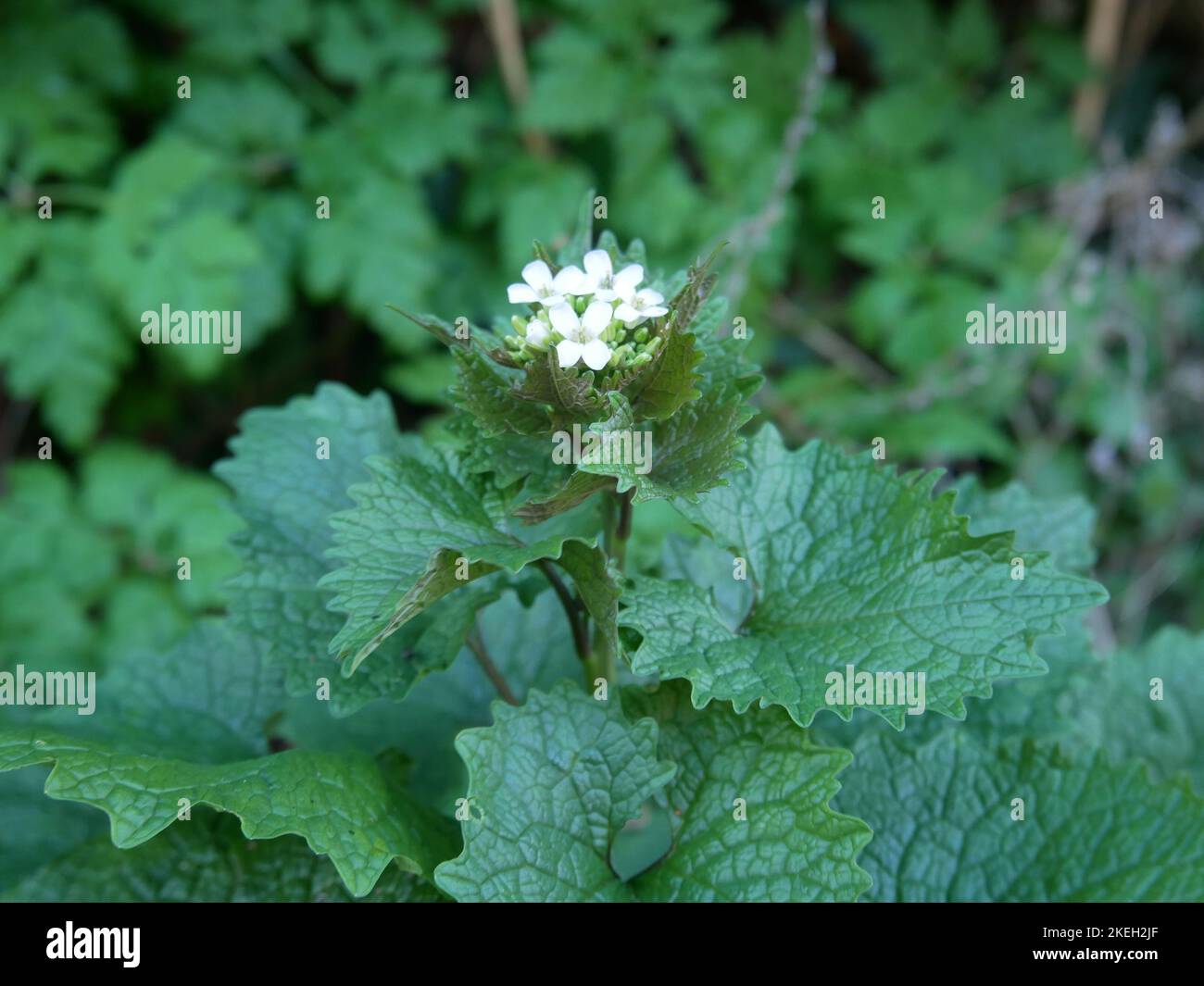 Discover wildflowers hi-res stock photography and images - Alamy