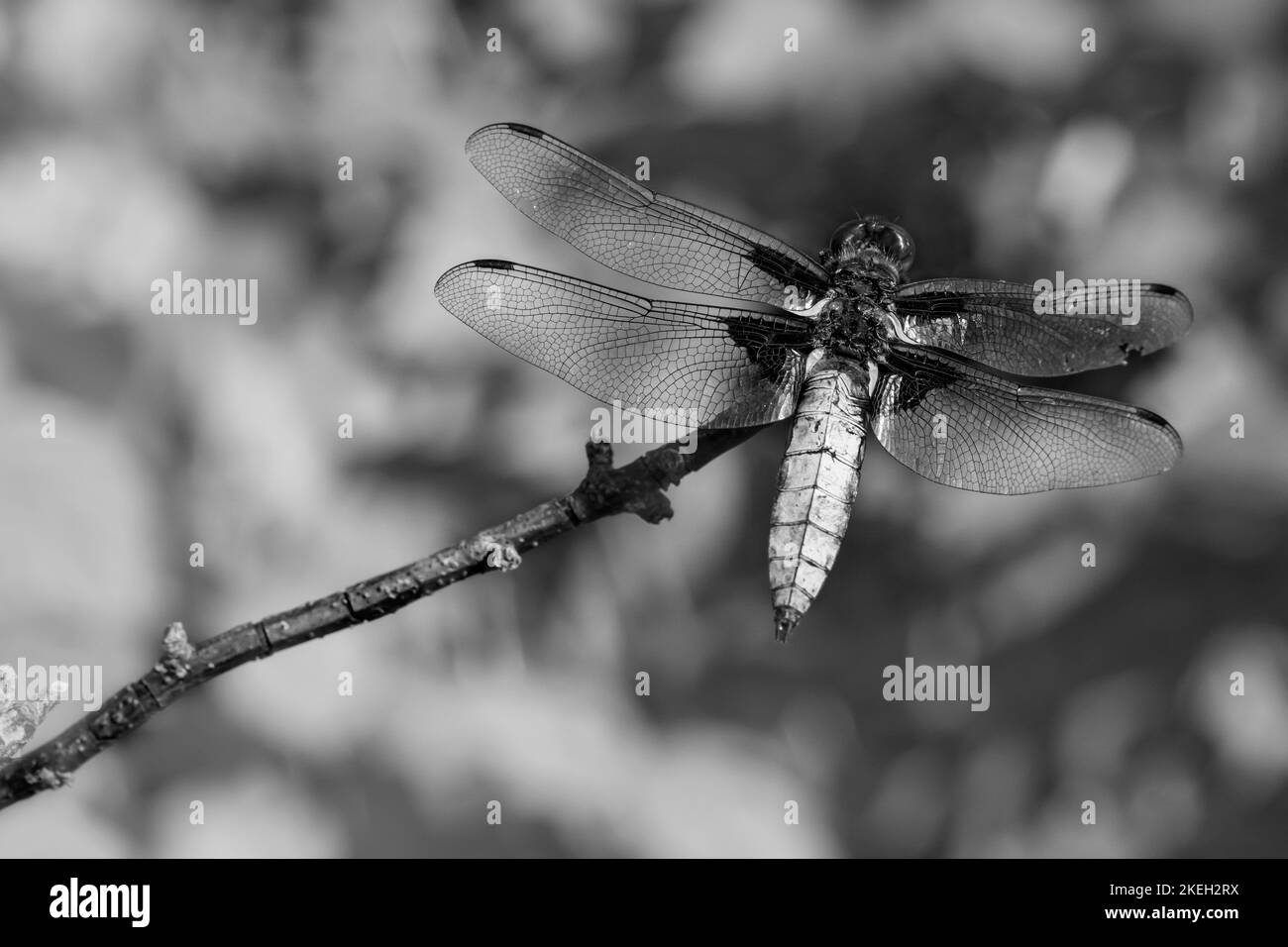 An insect living in Estonia Stock Photo
