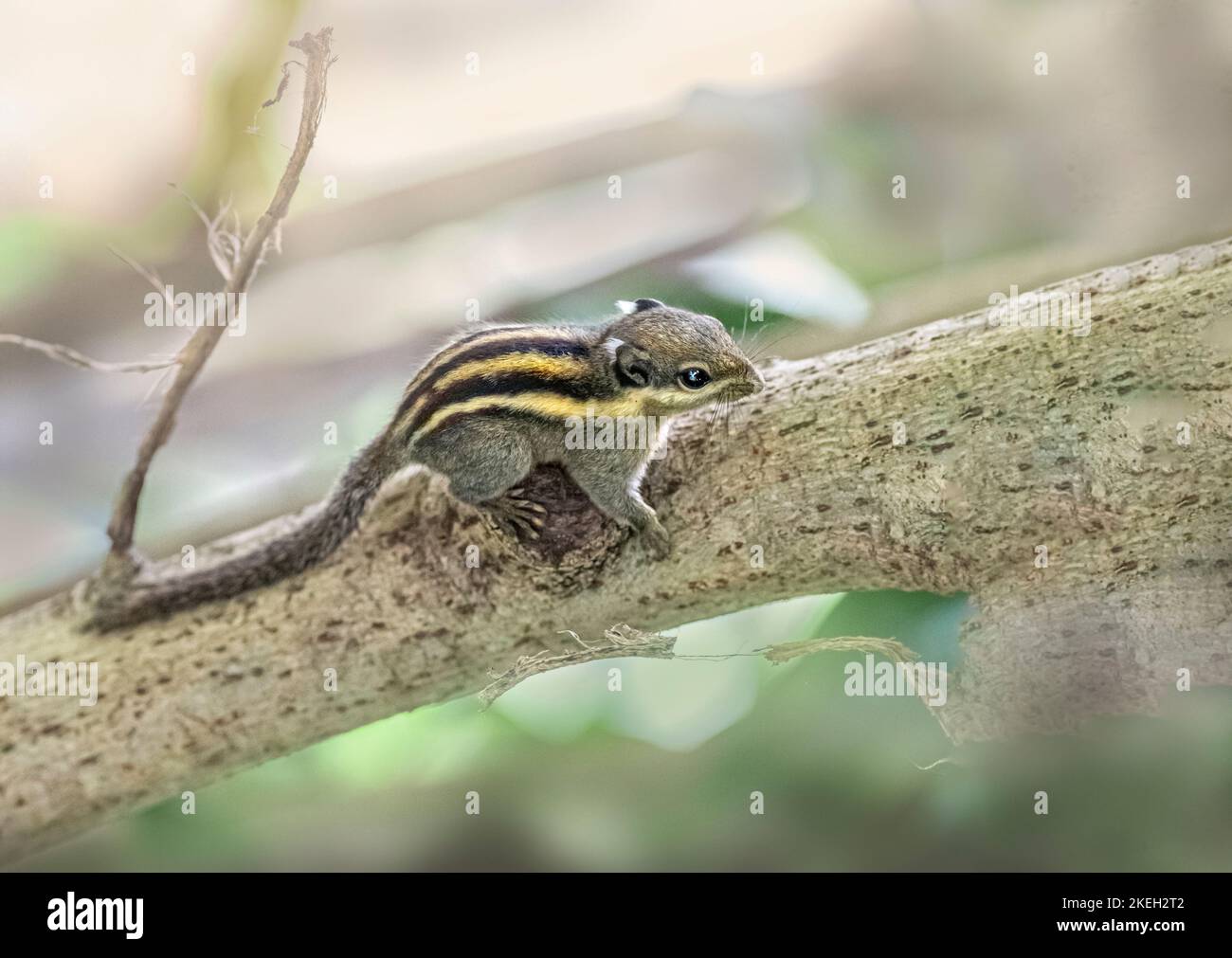 Himalayan striped squirrel (Tamiops mcclellandii Stock Photo Alamy