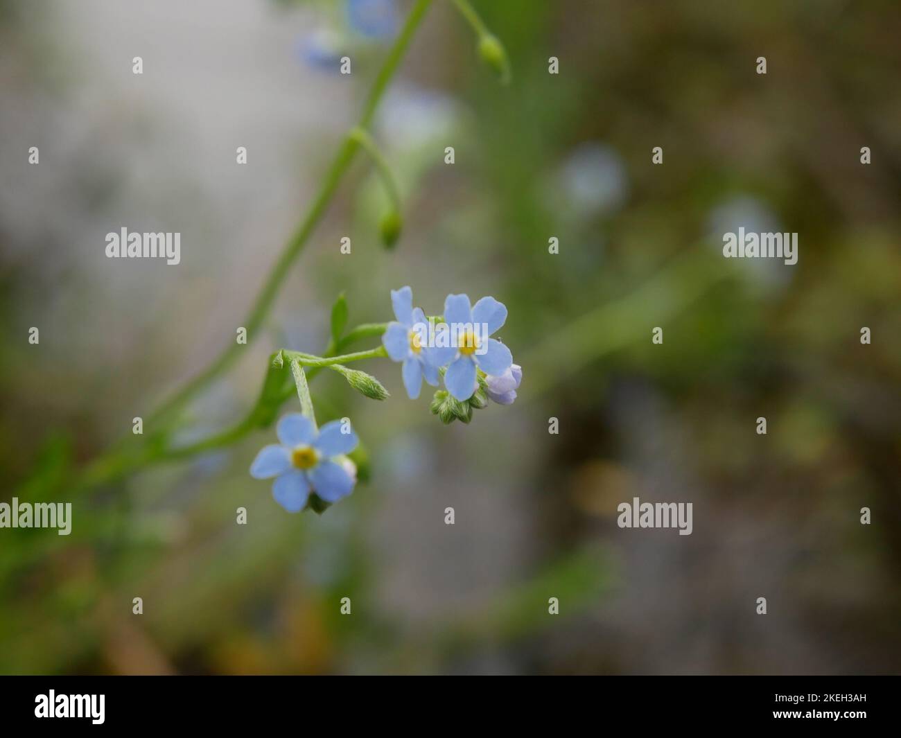 Photos of wildflowers found in British woodlands. Broadleaf forests are