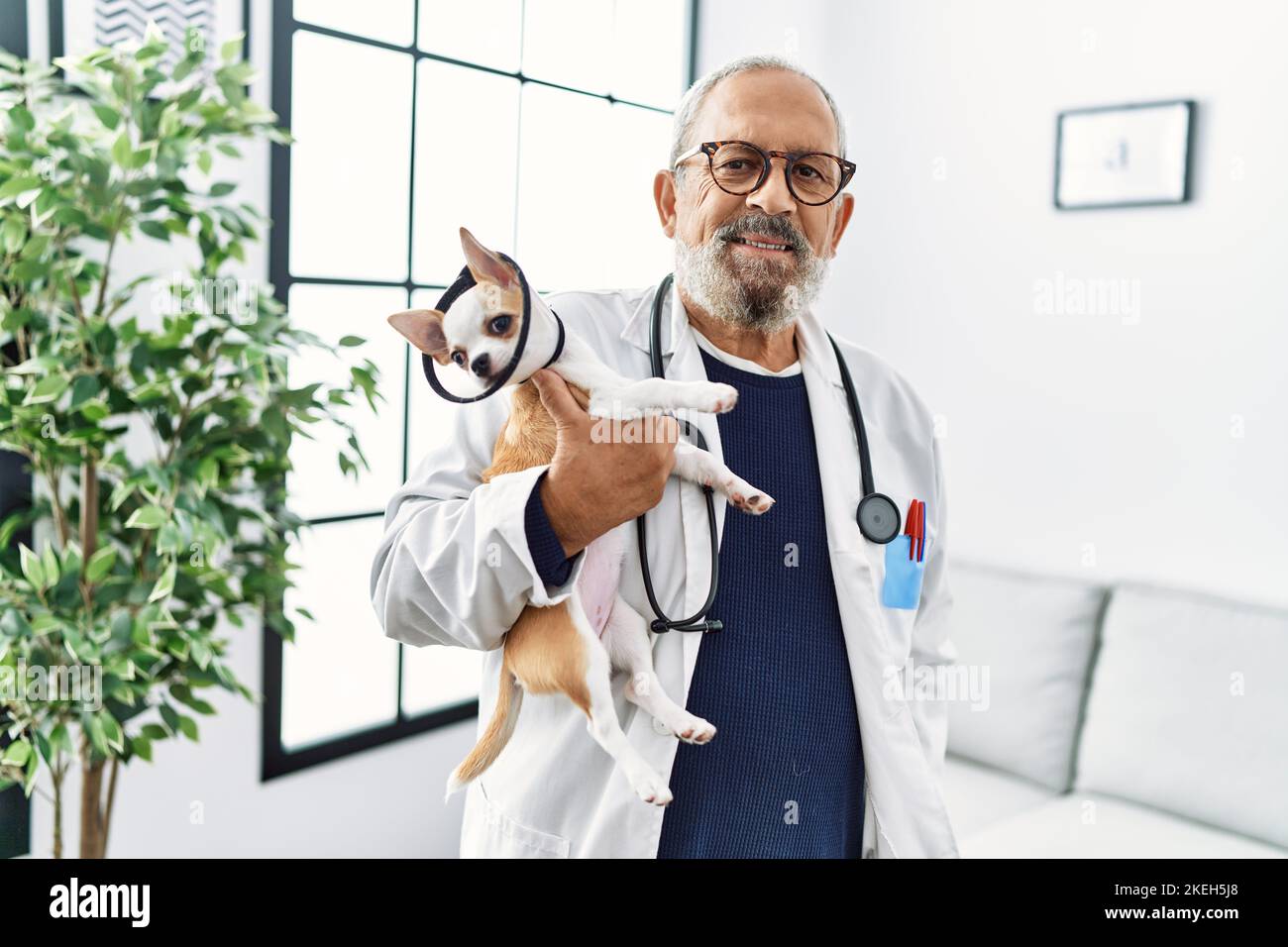 Senior grey-haired man wearing veterinarian uniform holding chihuahua with elizabethan collar at vet clinic Stock Photo