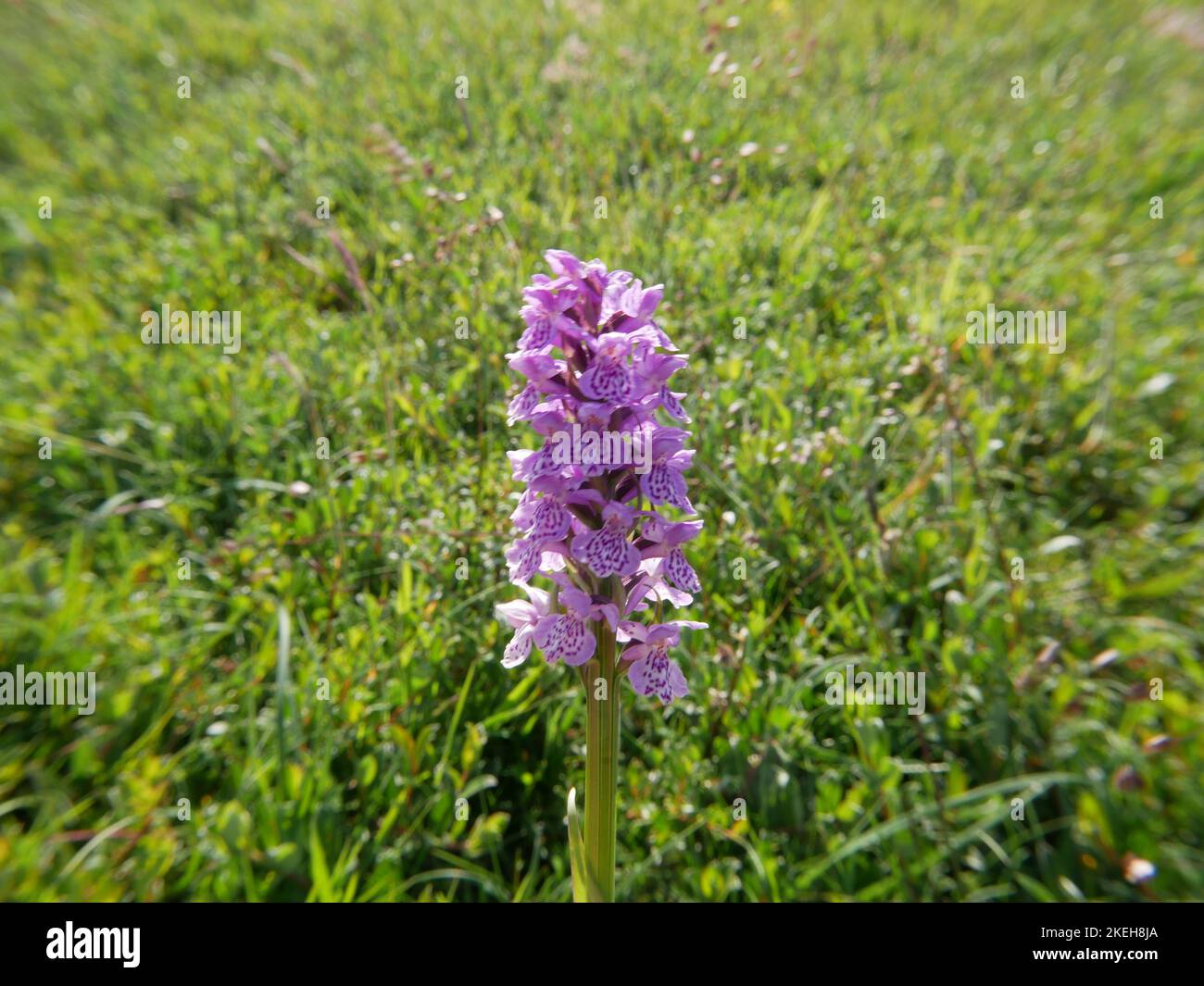 Welsh britain british hi-res stock photography and images - Alamy