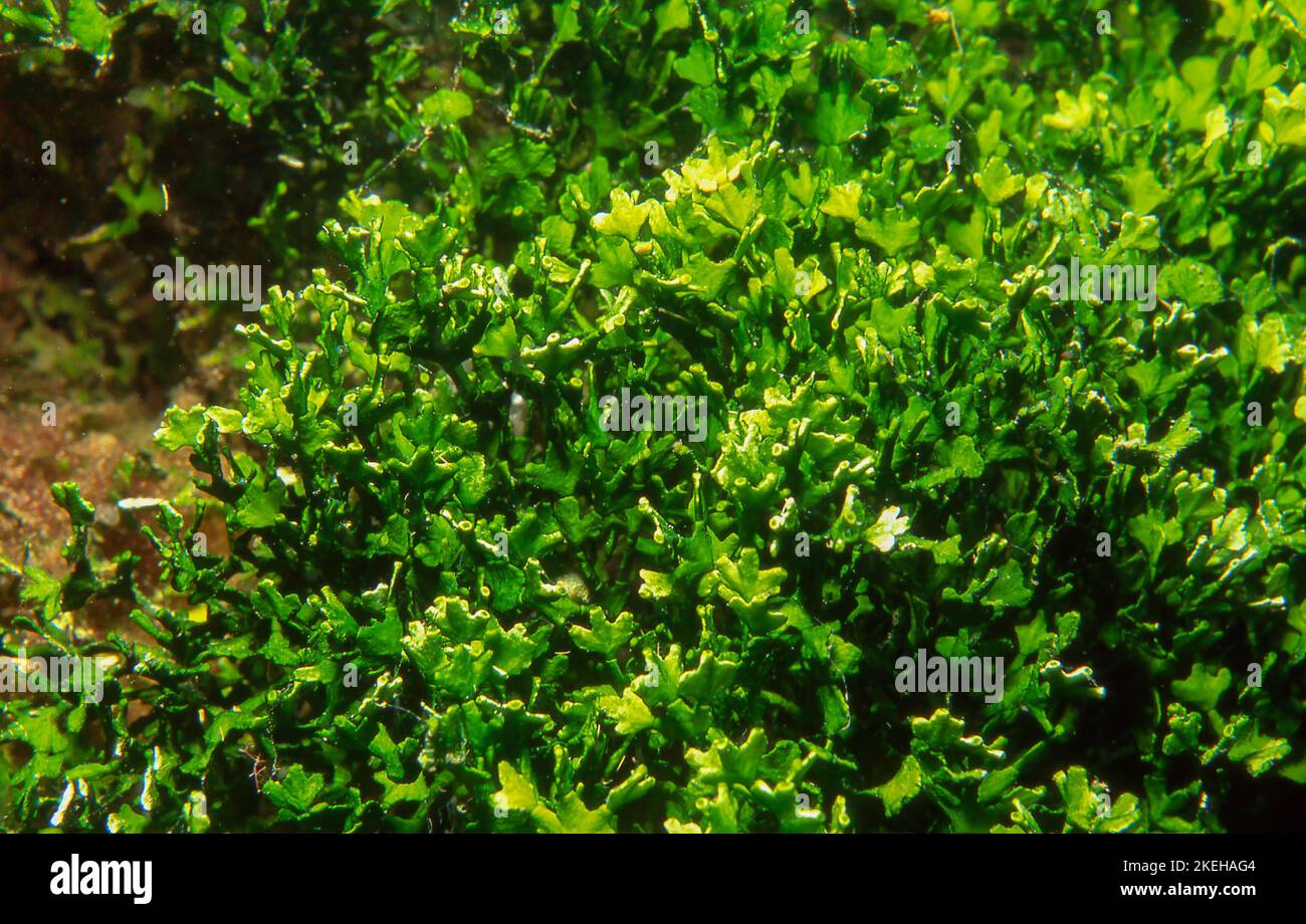 Three Finger Reef Algae, Halimeda incrassata, a green algae Stock Photo