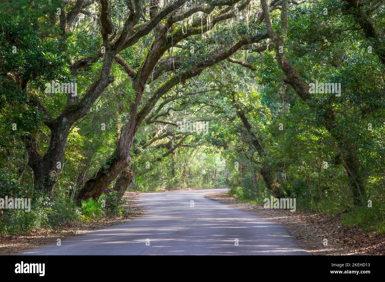 Canopy of Live Oak trees and Spanish Moss over main road at Fort Clinch State Park on Amelia Island in northeast Florida Stock Photo