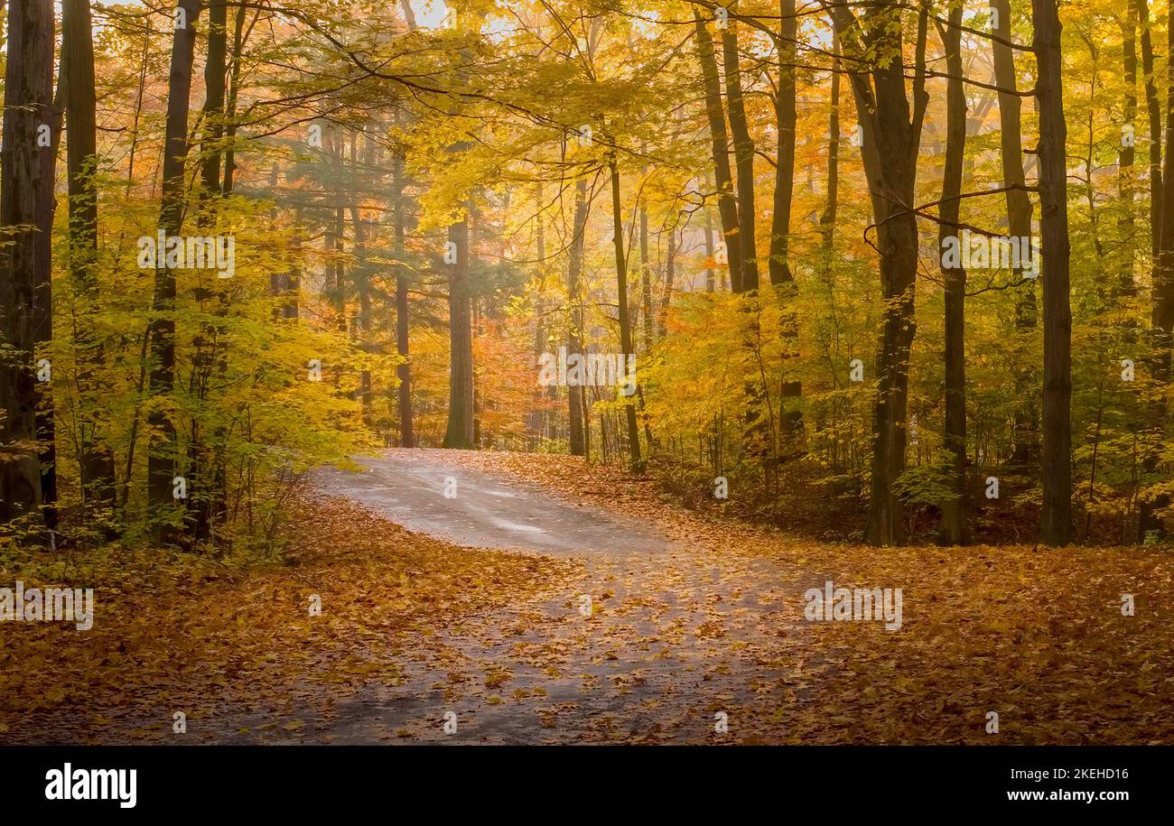 Road though fall woods with fog in Chestnut Ridge Park in Western New York State Stock Photo
