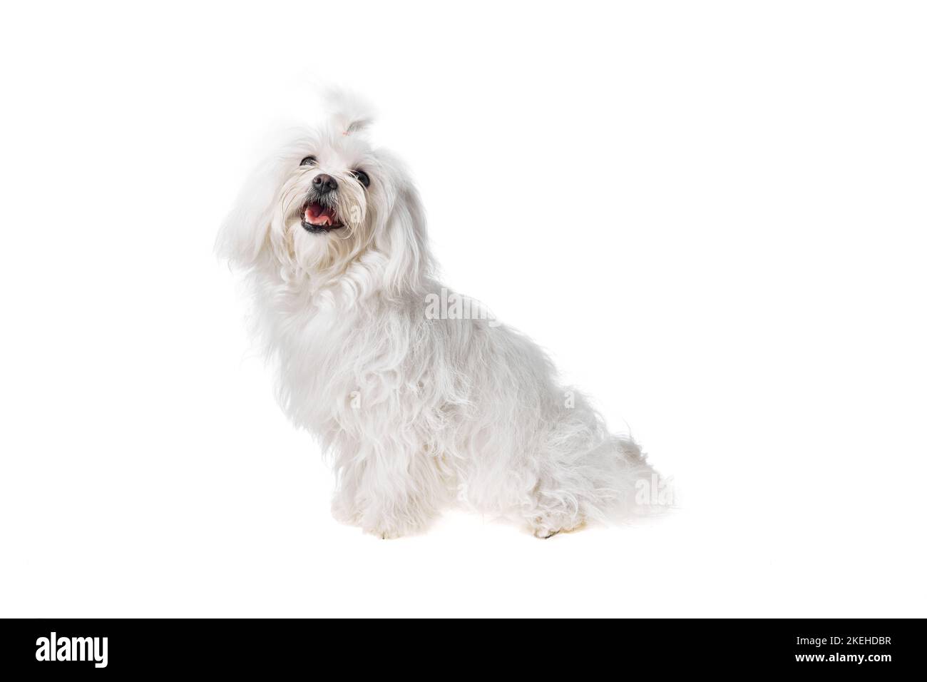 Beautiful and cute white bichon maltese dog over isolated background ...