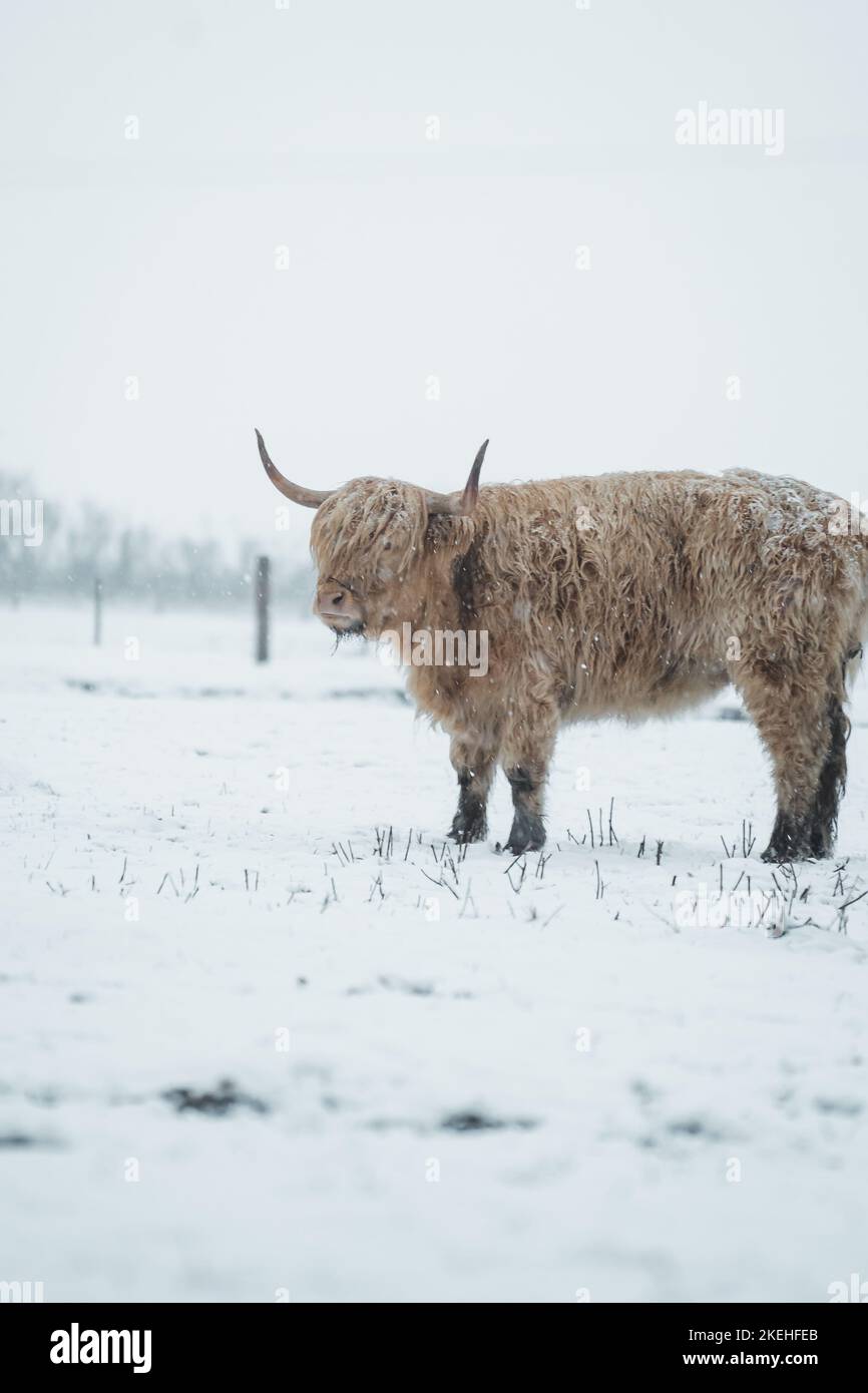 Scottish Highlander Cow Cattle covered with snow in nature 2022 Stock ...