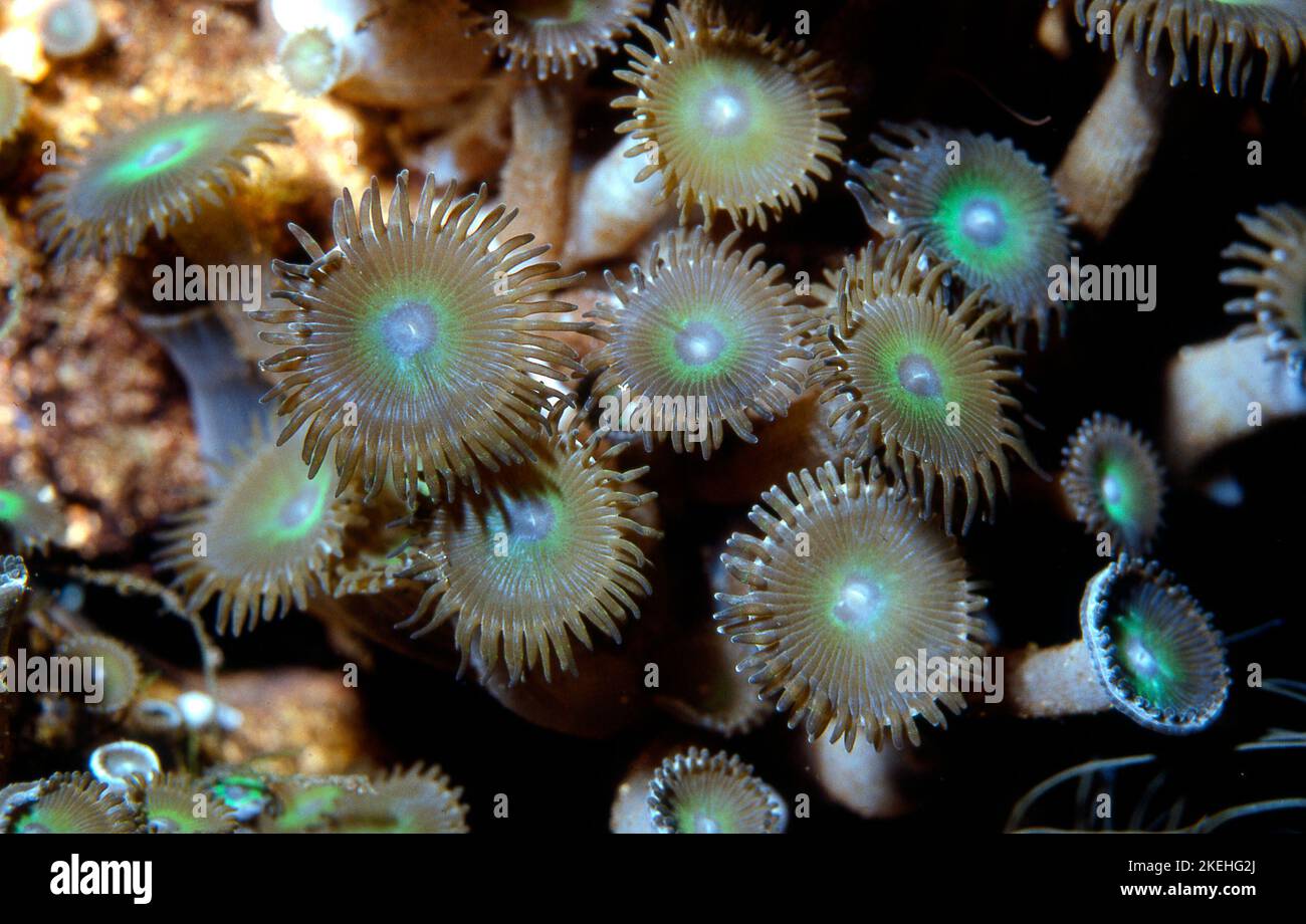 Zoanthids underwater, Palythoa sp. Stock Photo