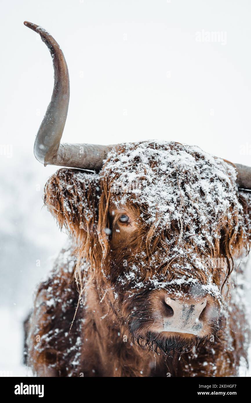Scottish Highlander Cow Cattle covered with snow in nature 2022 Stock Photo