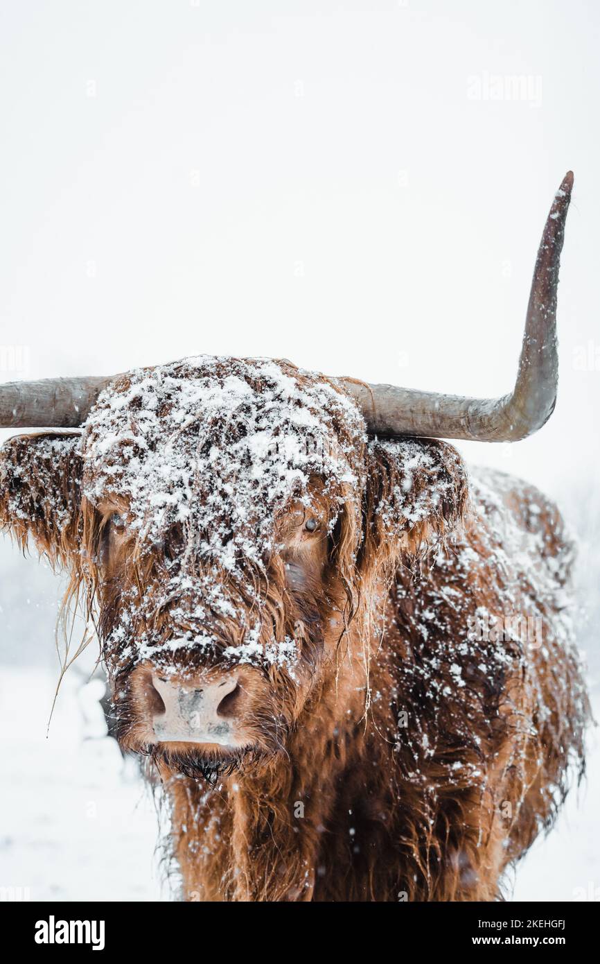 Scottish Highlander Cow Cattle covered with snow in nature 2022 Stock Photo