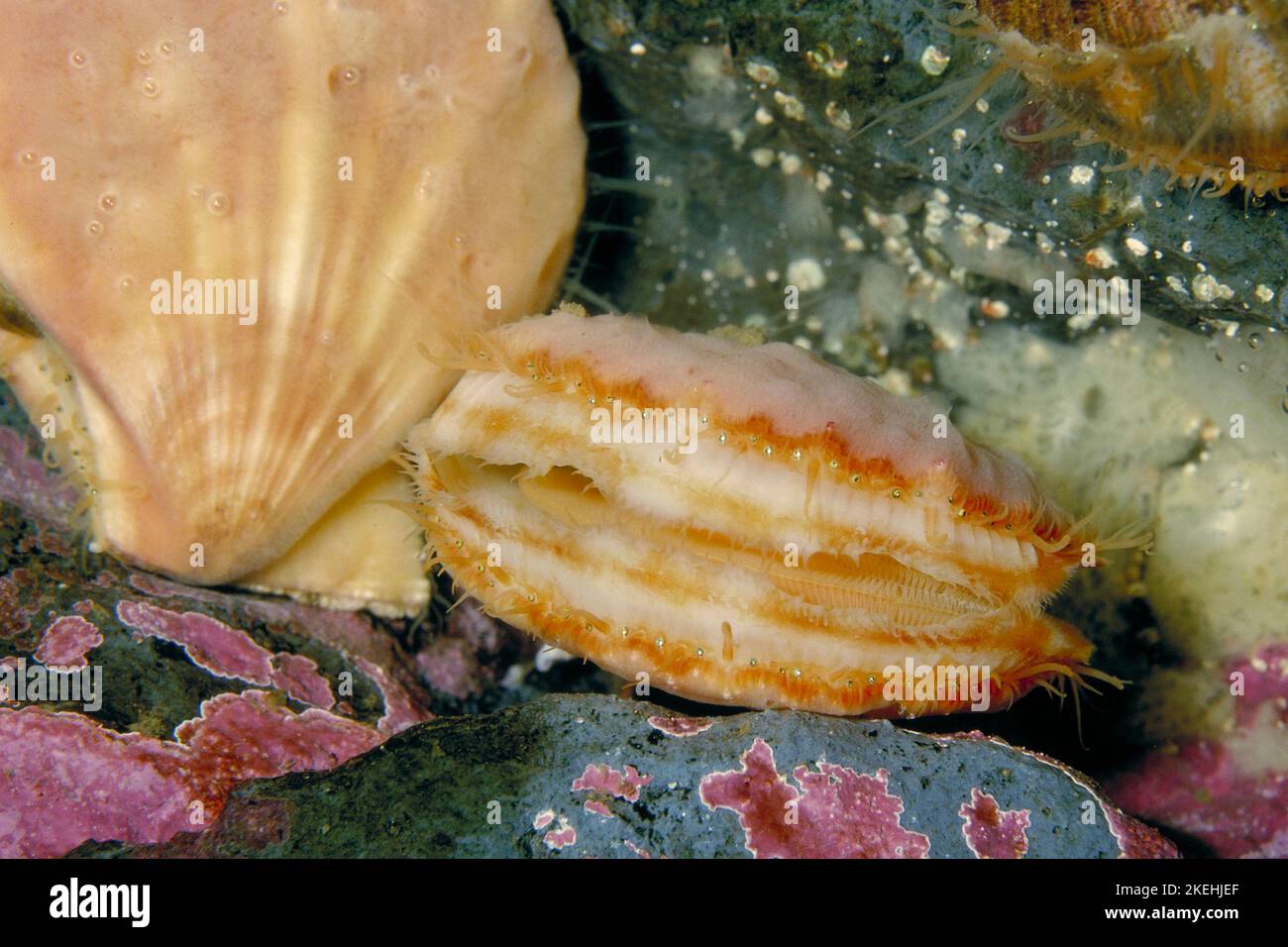 Sea Scallop underwater showing eyes Stock Photo Alamy