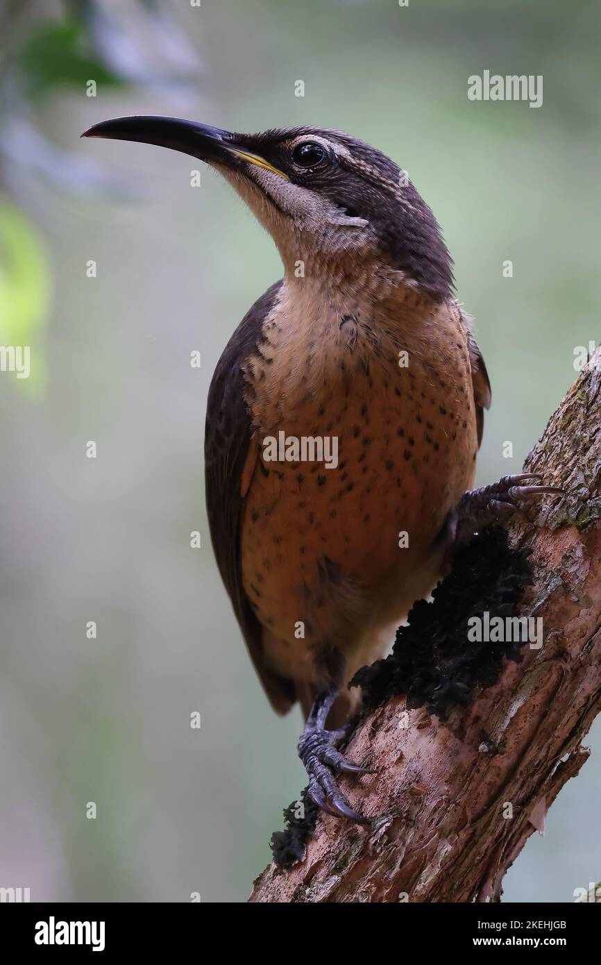Victorias riflebird hi-res stock photography and images - Alamy