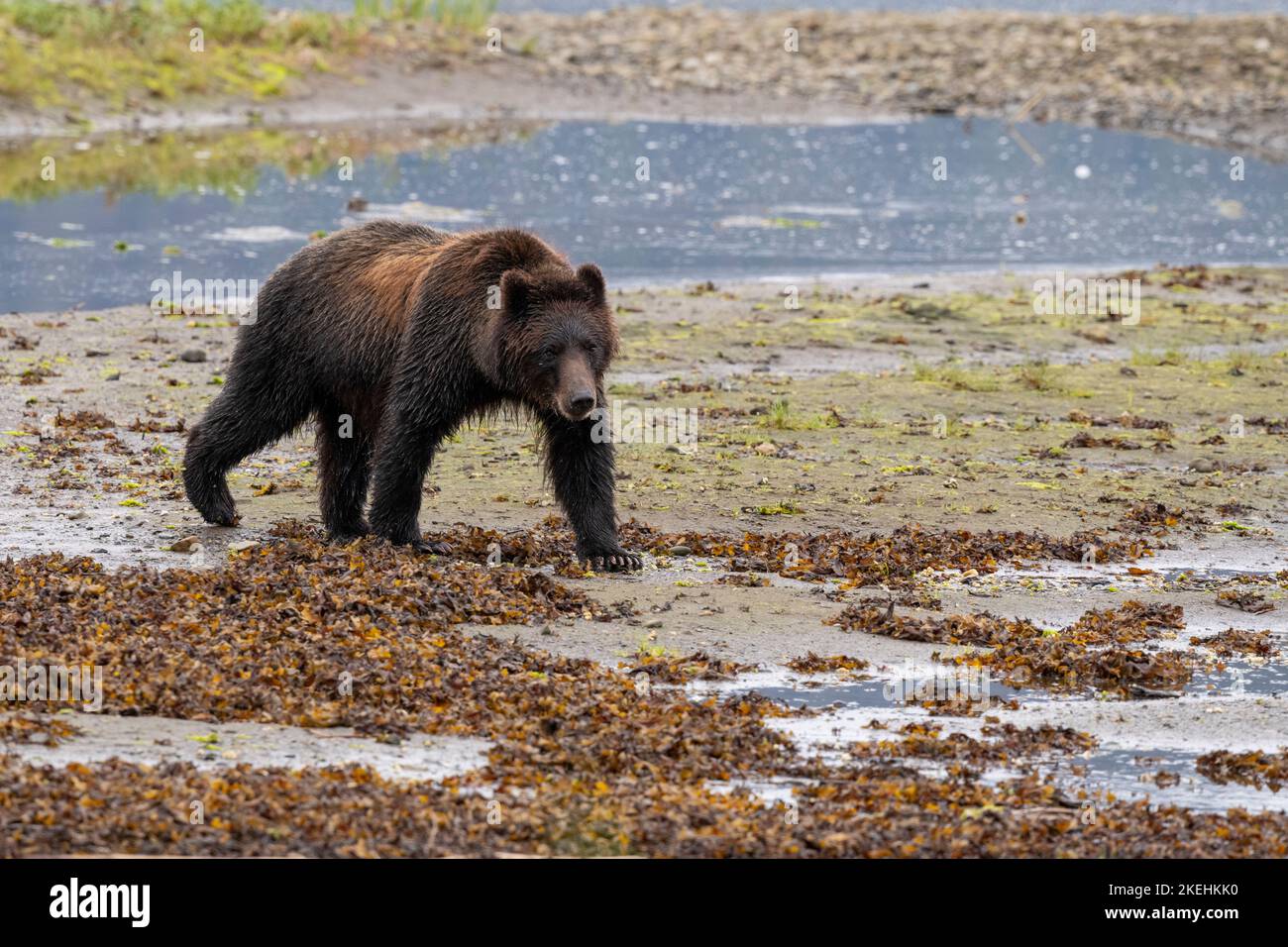 USA Alaska Admiralty Island Pack Creek Brown Bear WILD Ursus usa-alaska-admiralty-island-pack-creek-brown-bear-wild-ursus