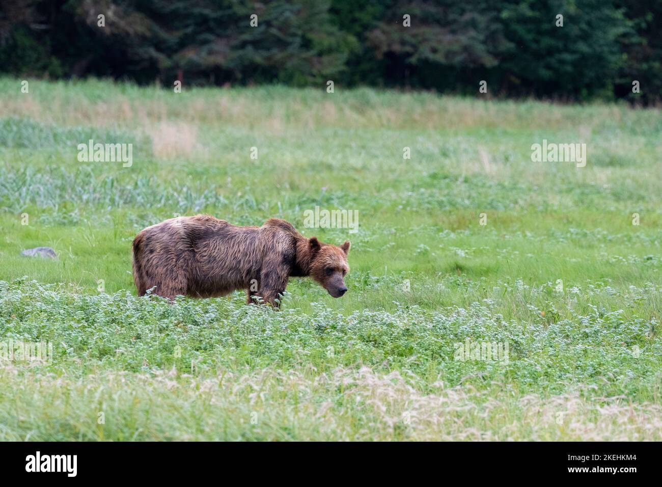 USA, Alaska, Admiralty Island, Pack Creek. Brown bear (WILD: Ursus arcto) 27-year-old male called 'Yellow' in poor condition. Stock Photo